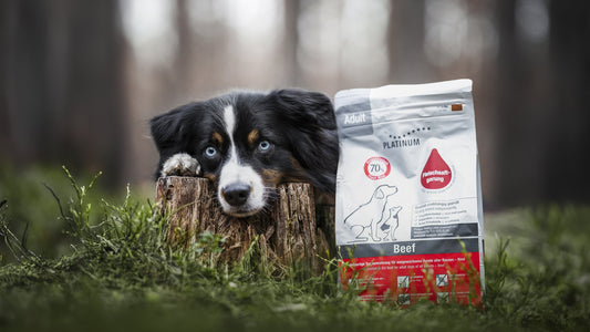 Australian Shepherd with PLATINUM Adult Beef dry food in the forest