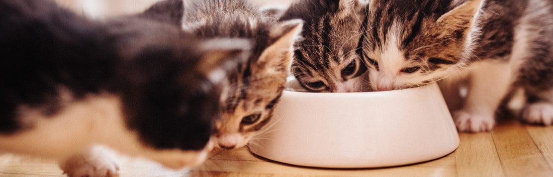 Kittens eating together from a bowl