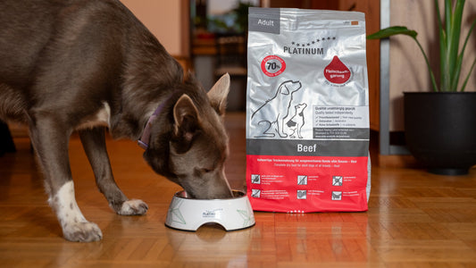 Dog eating PLATINUM Adult Beef - fresh meat protein