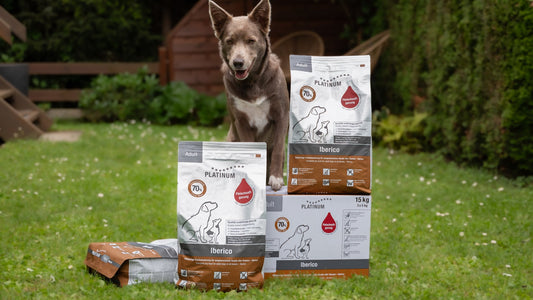 Dog with PLATINUM Iberico dry food bags in the garden