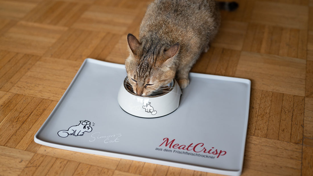 Cat eating PLATINUM MeatCrisp - meat-based feline nutrition