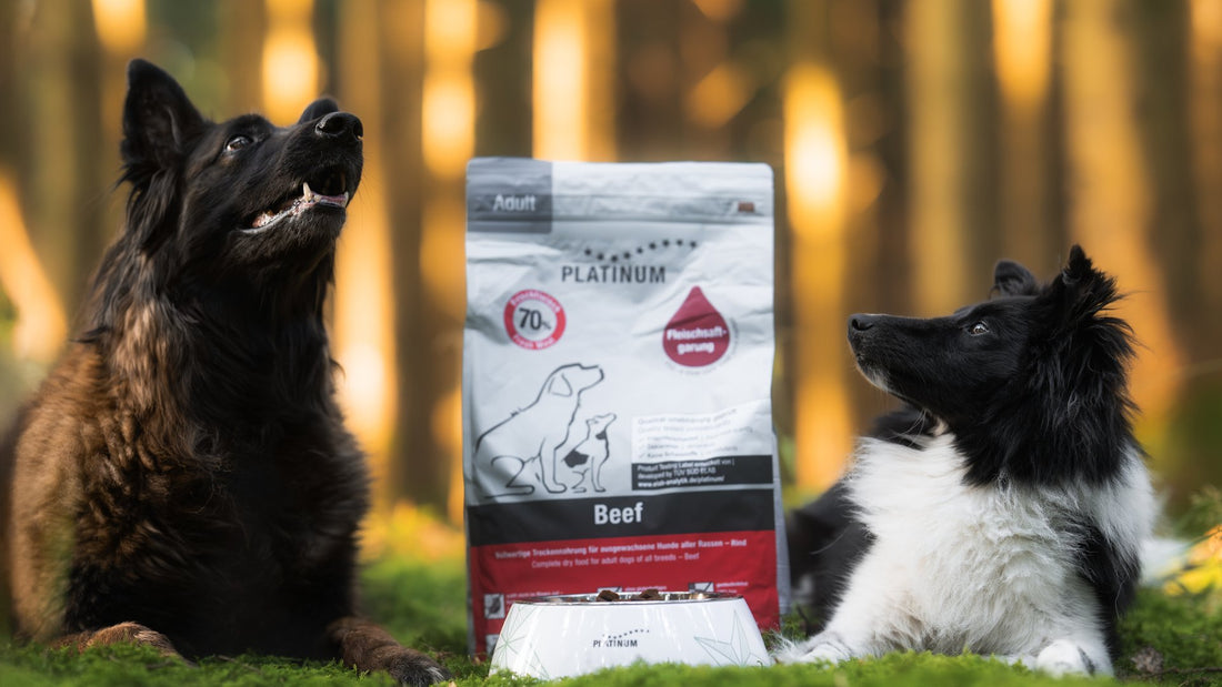 Two dogs with PLATINUM Adult Beef in golden forest light