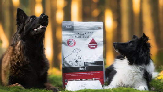 Two dogs with PLATINUM Adult Beef in golden forest light