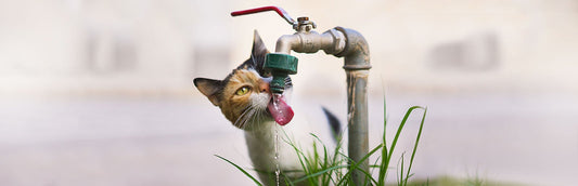 Cat drinking fresh water from a garden tap