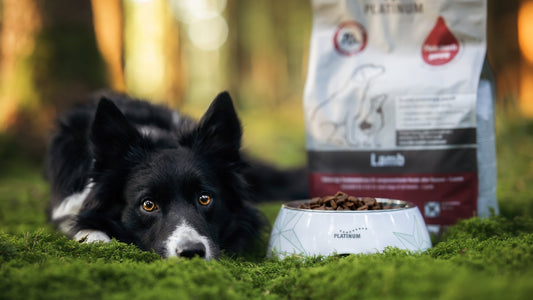 Senior dog resting with PLATINUM Adult Lamb dry food and bowl