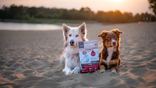 Two dogs on a beach walk with PLATINUM dry food