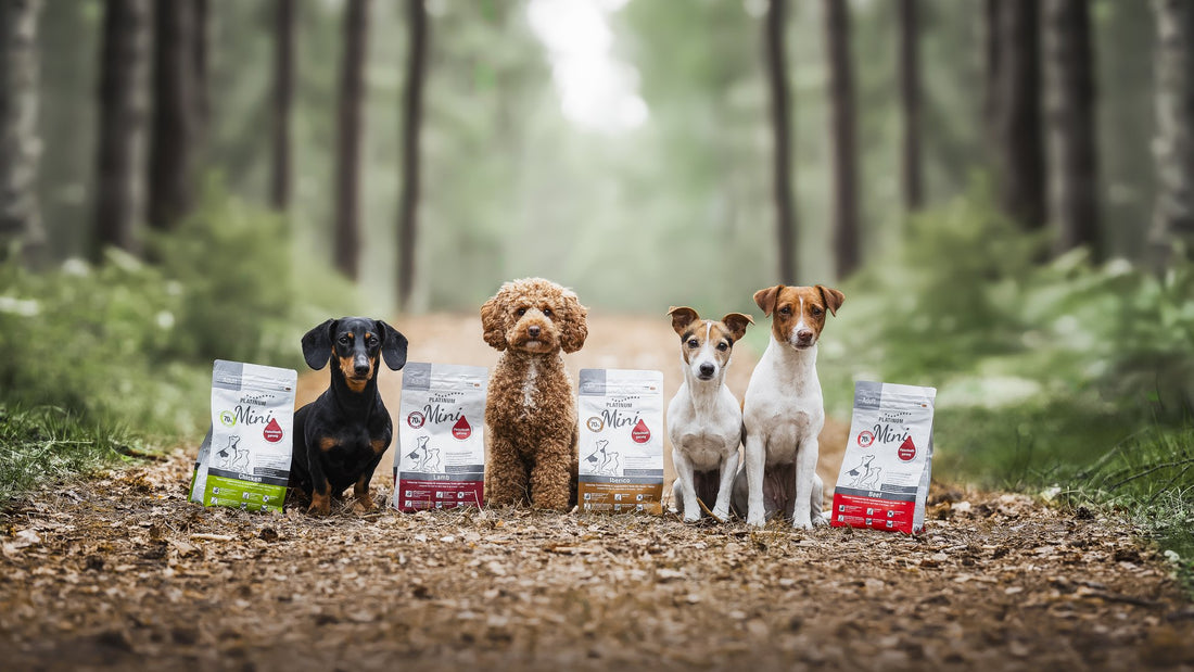 Four dogs with PLATINUM Mini dry food varieties in the forest