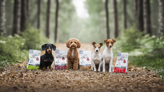 Four dogs with PLATINUM Mini dry food varieties in the forest