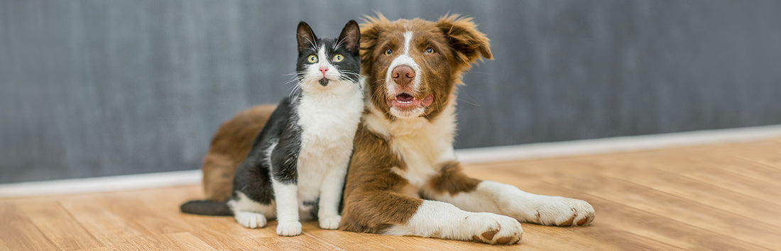 Cat and dog together - caring for digestive health in both