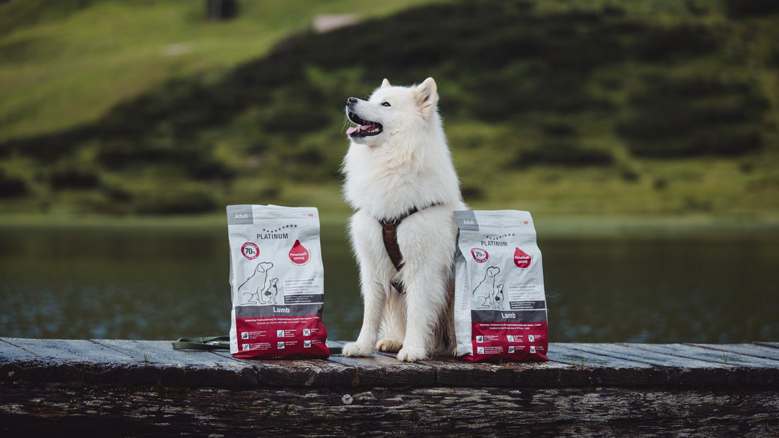 Samoyed with shiny coat and PLATINUM dry food by the lake