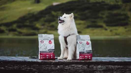 Samoyed with shiny coat and PLATINUM dry food by the lake