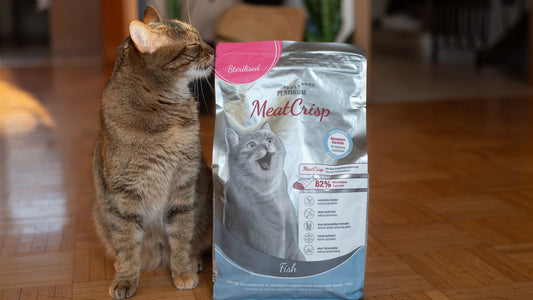 Cat with PLATINUM MeatCrisp Fish - taurine-rich meat nutrition