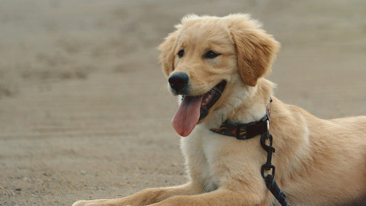 Golden retriever puppy resting on the beach