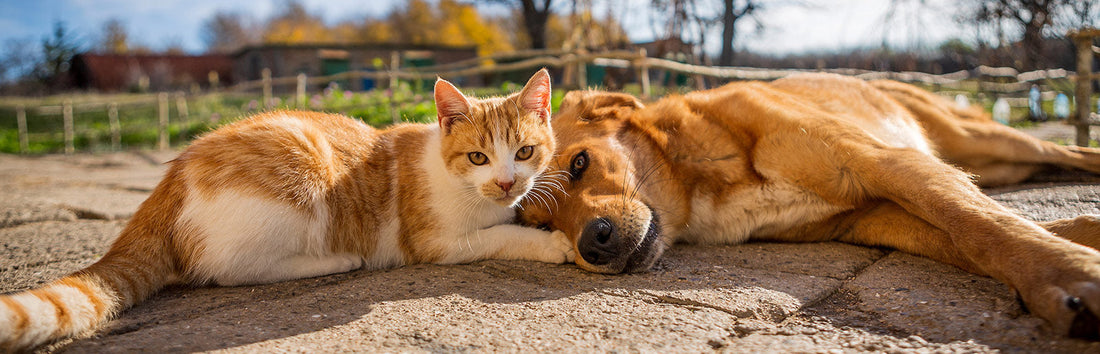 The 7-point label check every dog and cat owner in Thailand should know