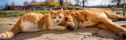 The 7-point label check every dog and cat owner in Thailand should know