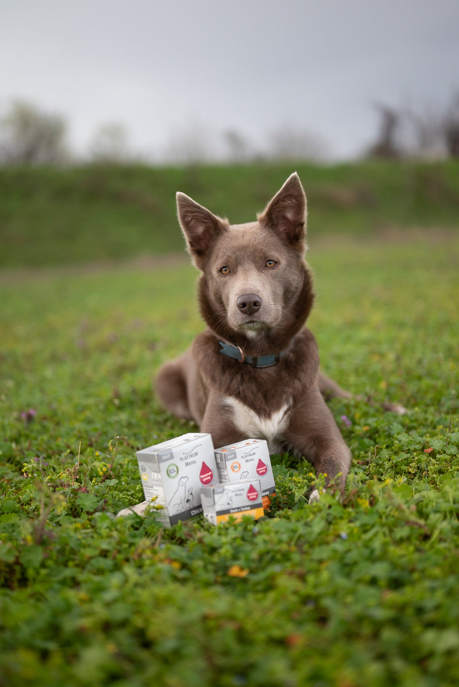 Food sample